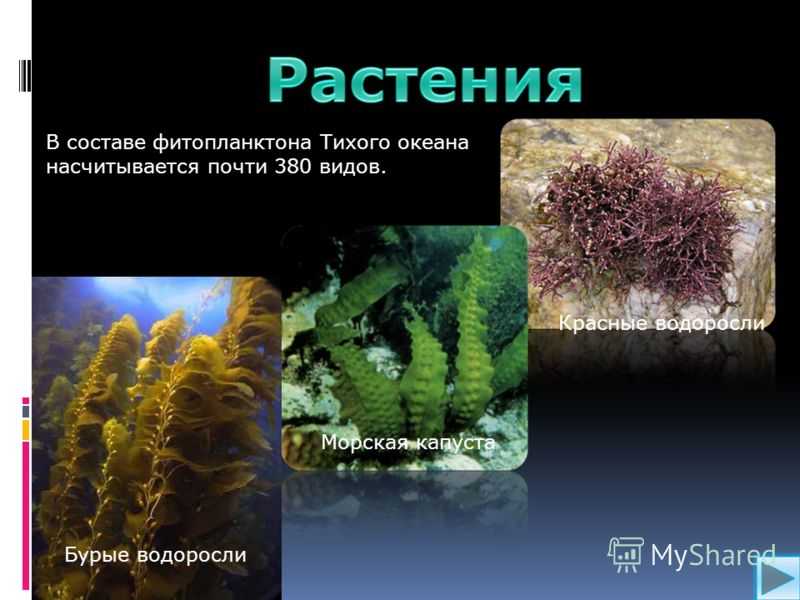 Тест растения морей и океанов 3 класс