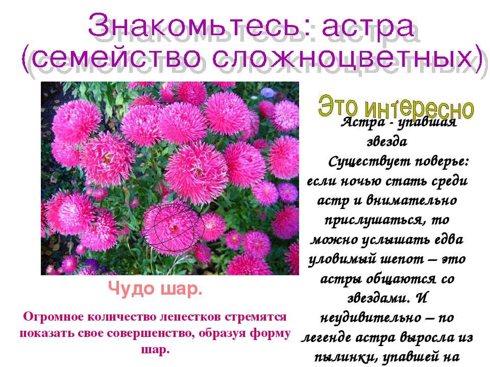 Астра цветы фото с названиями и описанием