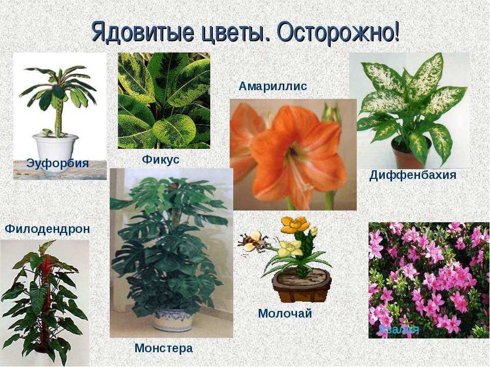 Растения ядовитые для кошек список с фото