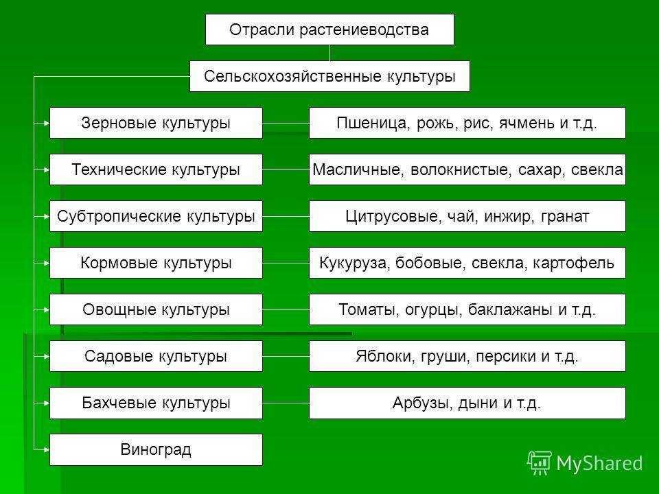 Дайте характеристику отрасли растениеводства по выбору по плану значение и место