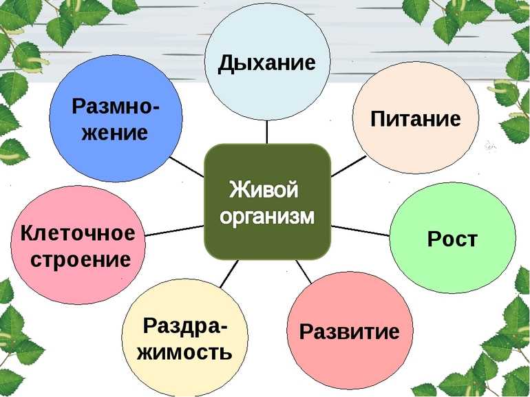 Проект за 8 класс по биологии темы