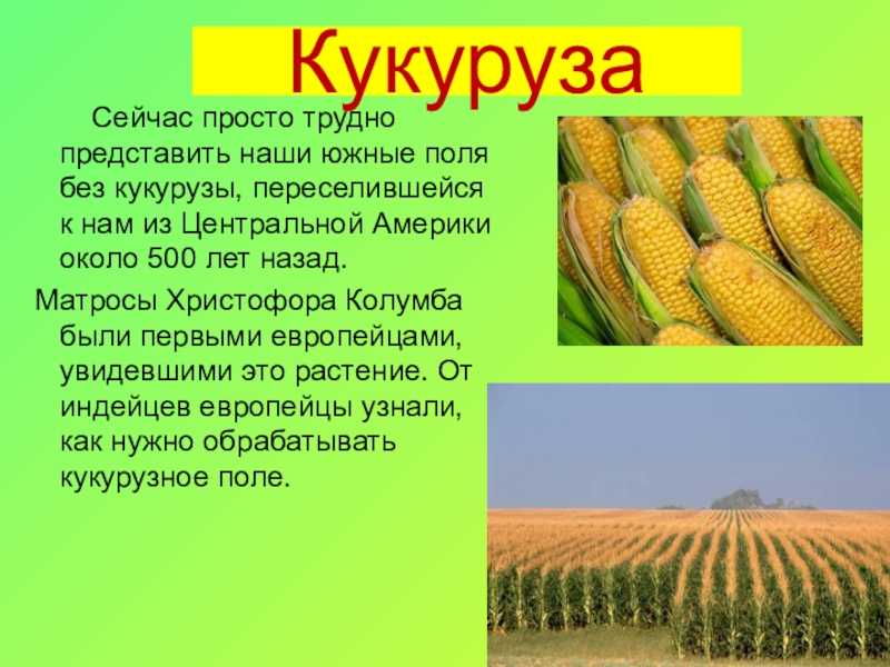 Кукуруза доклад 3 класс. Кукуруза описание растения 2 класс. Сообщение о кукурузе. Презентация на тему кукуруза. Проект про кукурузу.