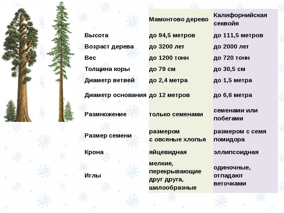 Таблица хвойных. Секвойя вечнозелёная хвойные. Секвойя дерево Продолжительность жизни. Высота дерева. Высота деревьев таблица.