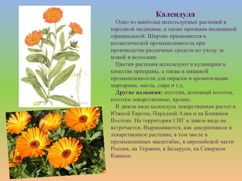 Цветки календулы для чего. Calendula officinalis препараты. Календула семейство астровых. Календула лекарственная соцветие. Календула лекарственная описание растения.