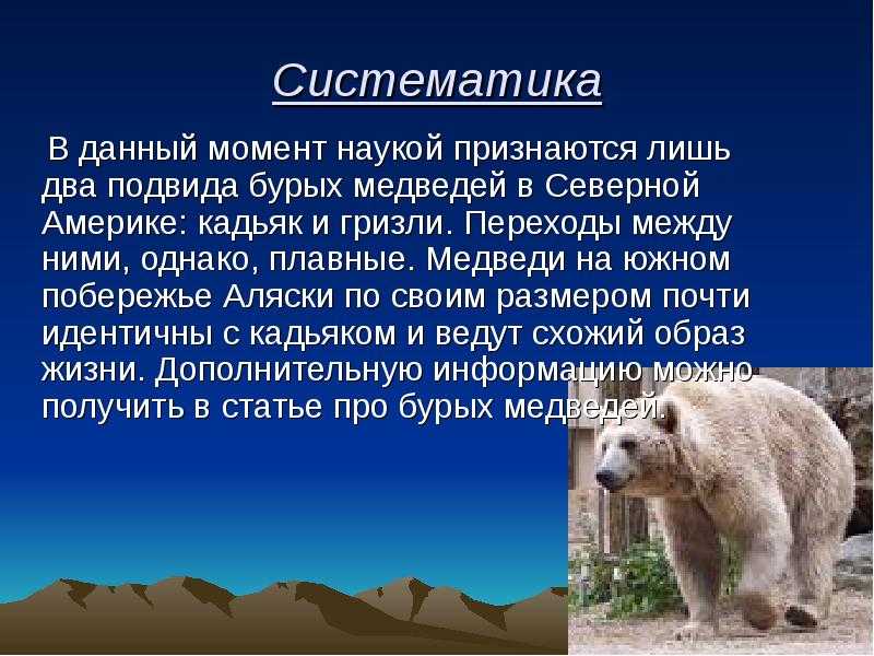 Виды медведей — описание и особенности