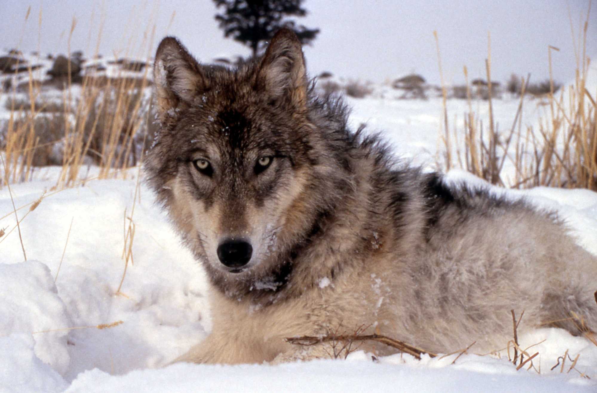 Проект волки — удивительные хищники