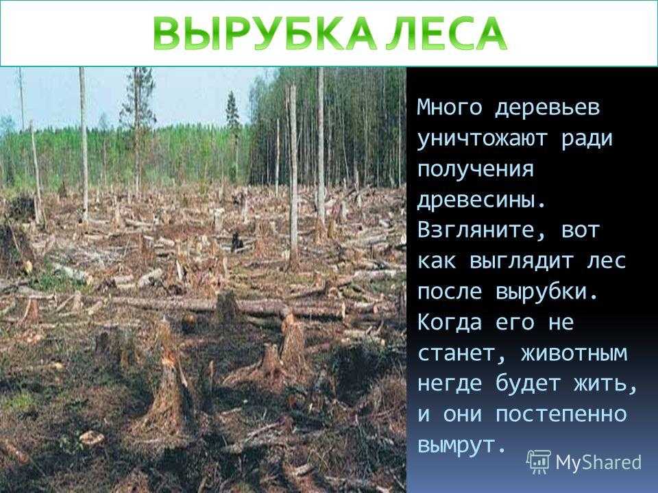 Охрана леса от вырубки. Последствия вырубки лесов. Сообщение о вырубке лесов. Последствия вырубки лесов для человека. Вырубка лесов почему.