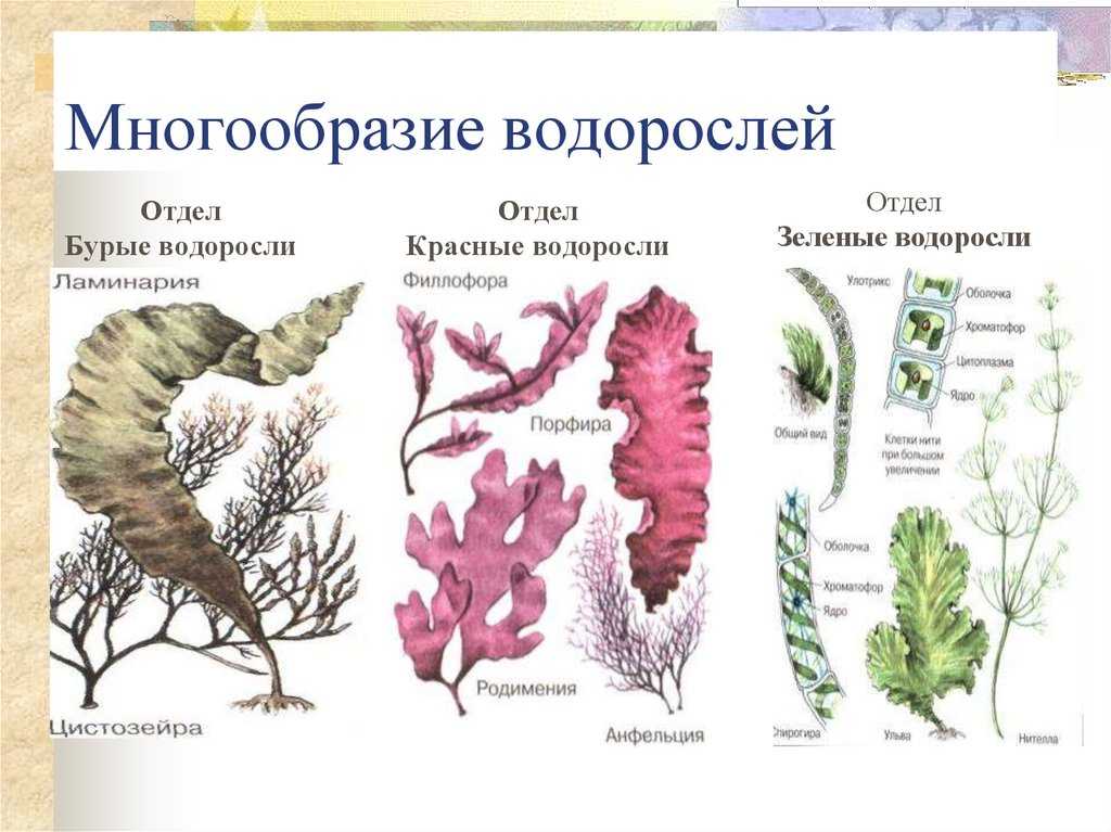 1 название водорослей