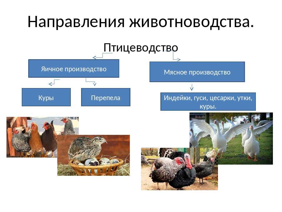 Заполните схему структура животноводства мира животноводство