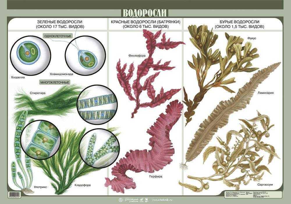 Зеленые водоросли схема