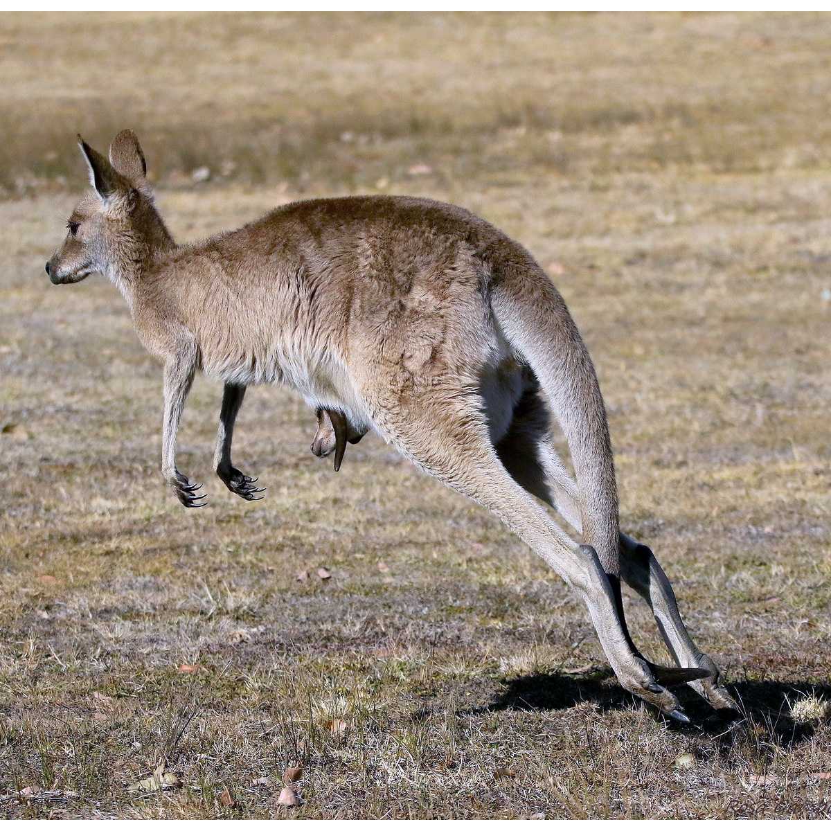 Macropus giganteus