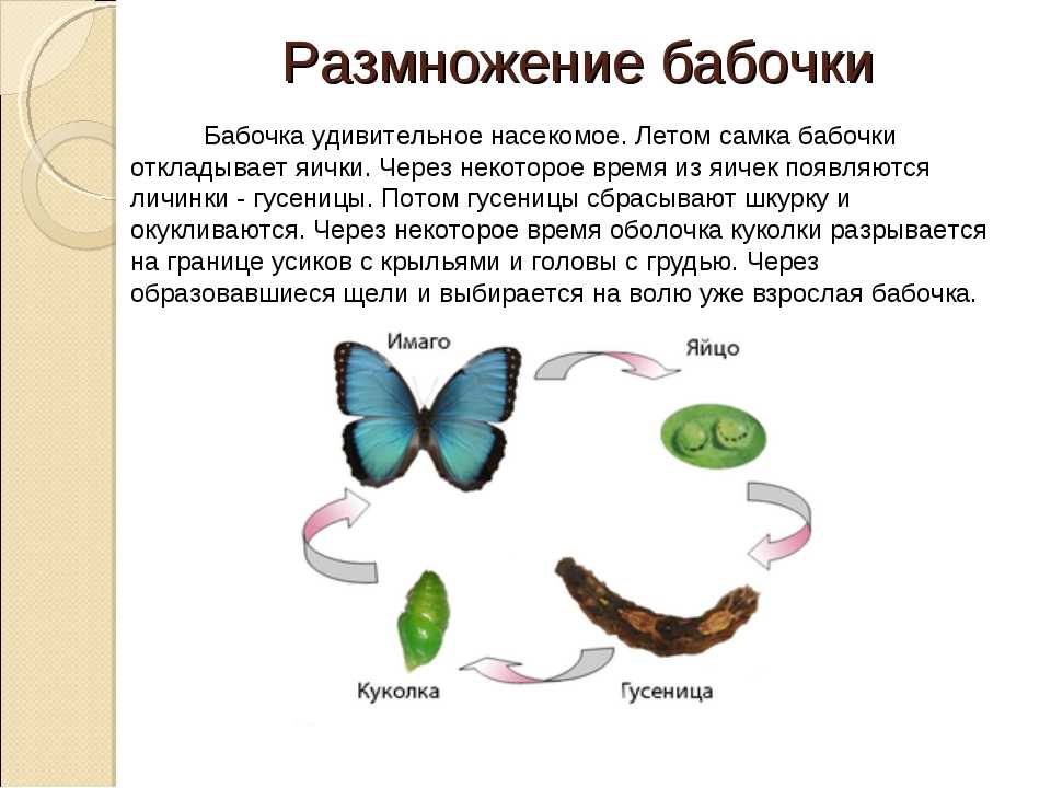 Презентация на тему развитие насекомых