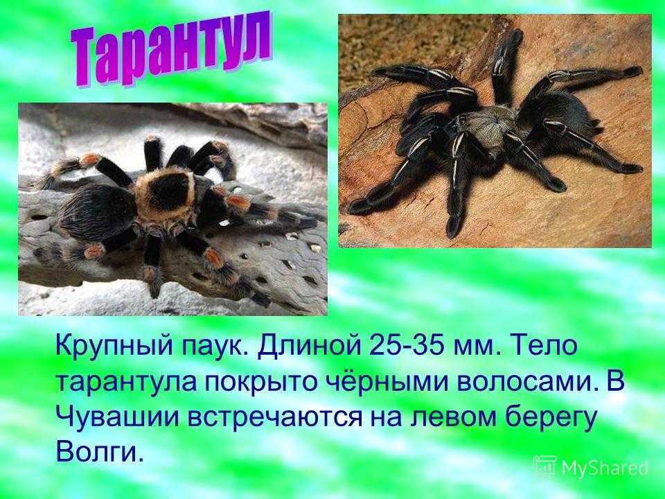 Паук тарантул фото и описание чем опасен для человека