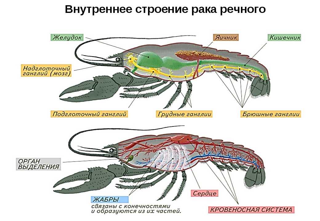 Строение ракообразных схема