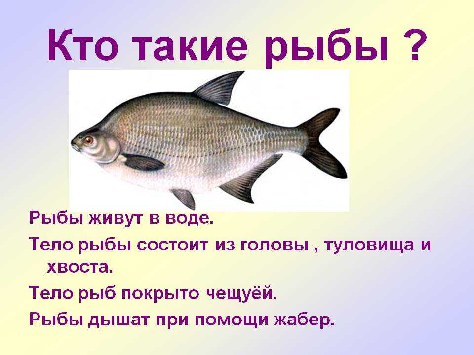 Рыбы презентация для детей. Рыба для презентации. Рыба для презентации для детей. Рыбы окружающий мир. Презентация на тему рыбы.