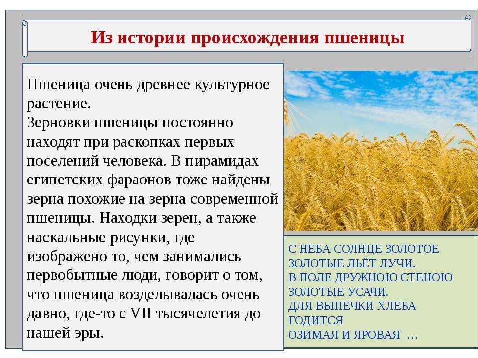 Пшеничный что значит