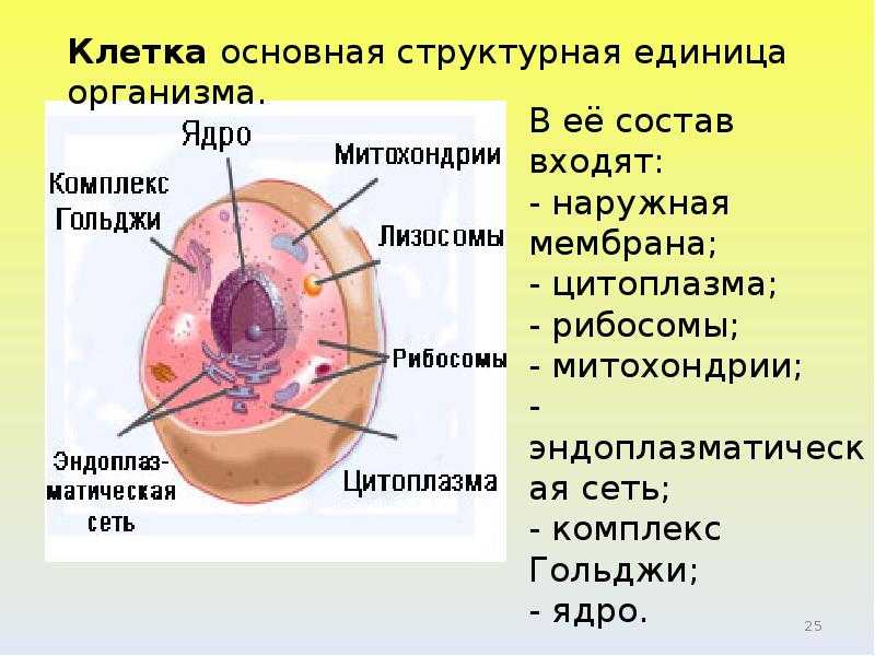 Клетка единица живого презентация