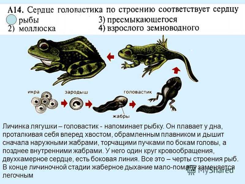 Сходства в размножении земноводных и рыб. Стадии развития головастика лягушки. Стадии личинок лягушки. Строение головастика. Строение головастика лягушки.