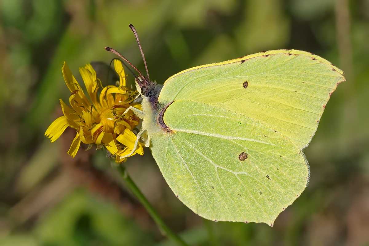 Бабочка лимонница  фото, описание, ареал, питание, враги