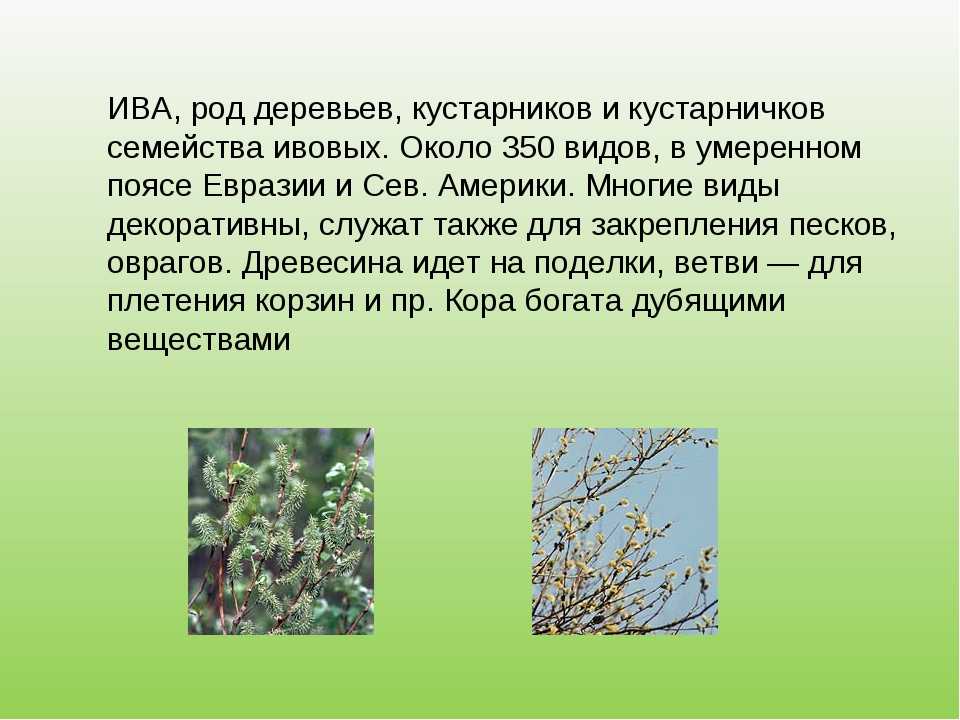 Ива какая группа растений. Деревья семейства ивовых. Ива дерево описание. Ива описание для детей. Деревья и кустарники семейства ивовых.