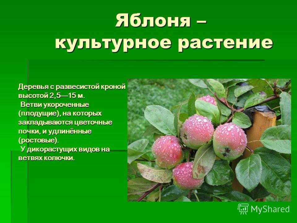 Культурное растение проект 6 класс