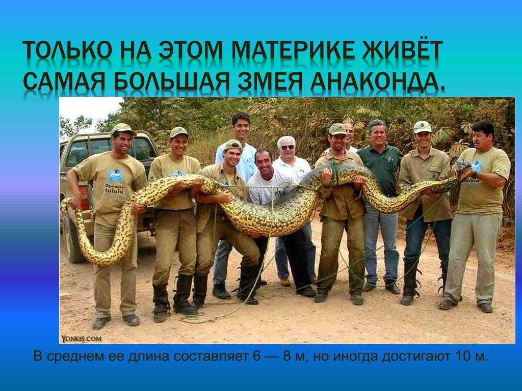 Анаконда материк. Анаконда змея Южная Америка. Самая большая змея в Южной Америке. Самая большая Анаконда в мире. Самая длинная змея Южной Америки.