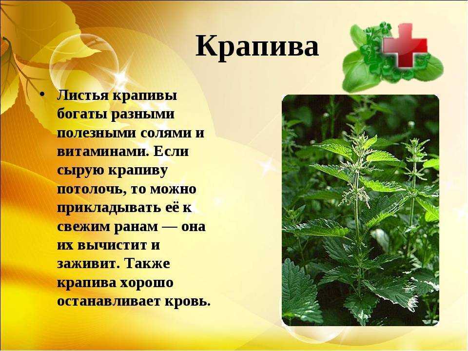 Лекарственное растение крапива описание