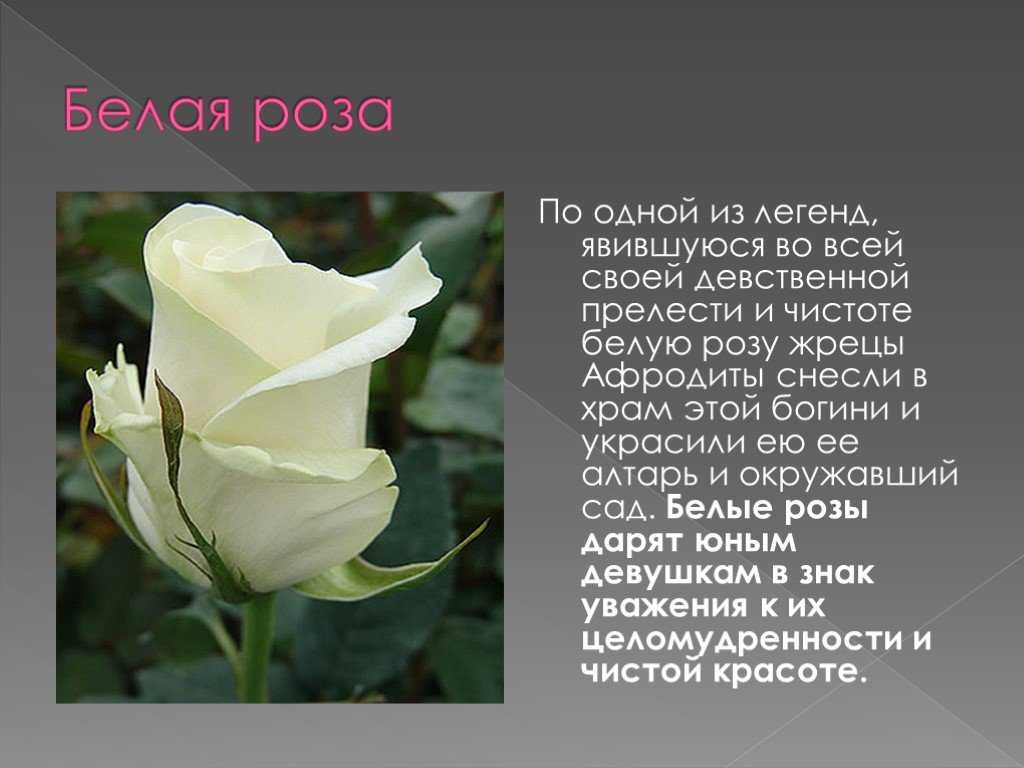 Роза мелания фото и описание