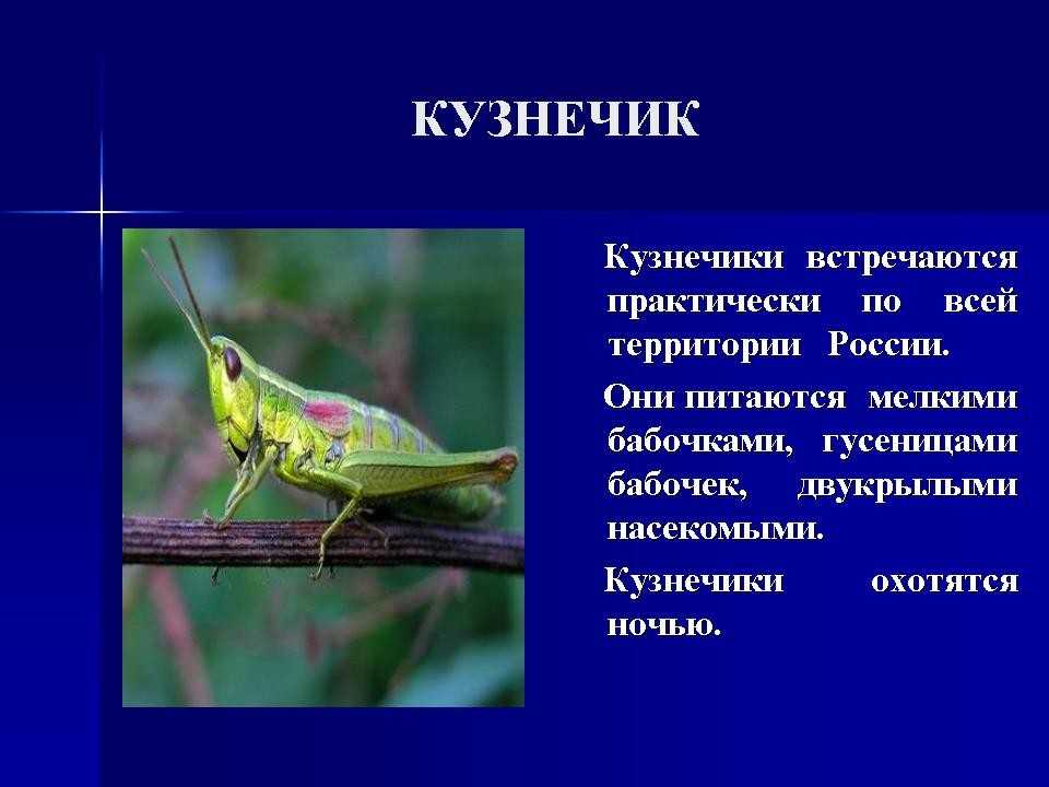 Сообщение о насекомых. Кузнечик краткое описание. Доклад о насекомых. Описание кузнечика. Сообщение о кузнечике.