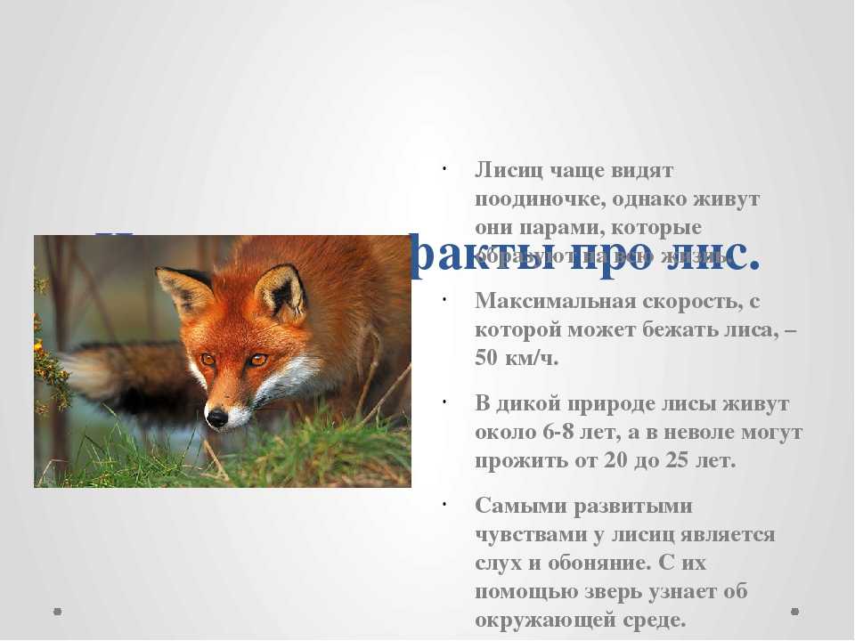 Доклад про лисов. Интересные факты о лисе. Интересный рассказ про лису. Интересные факты про лису. Интересные факты о лисице.
