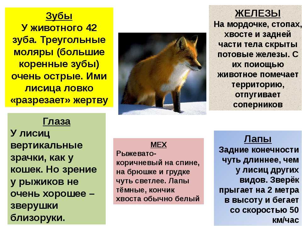 Fox на русском языке. Интересные факты о лисе. Интересные факты о лисах. Рассказ о лисе. Инетересные факты о Лис.
