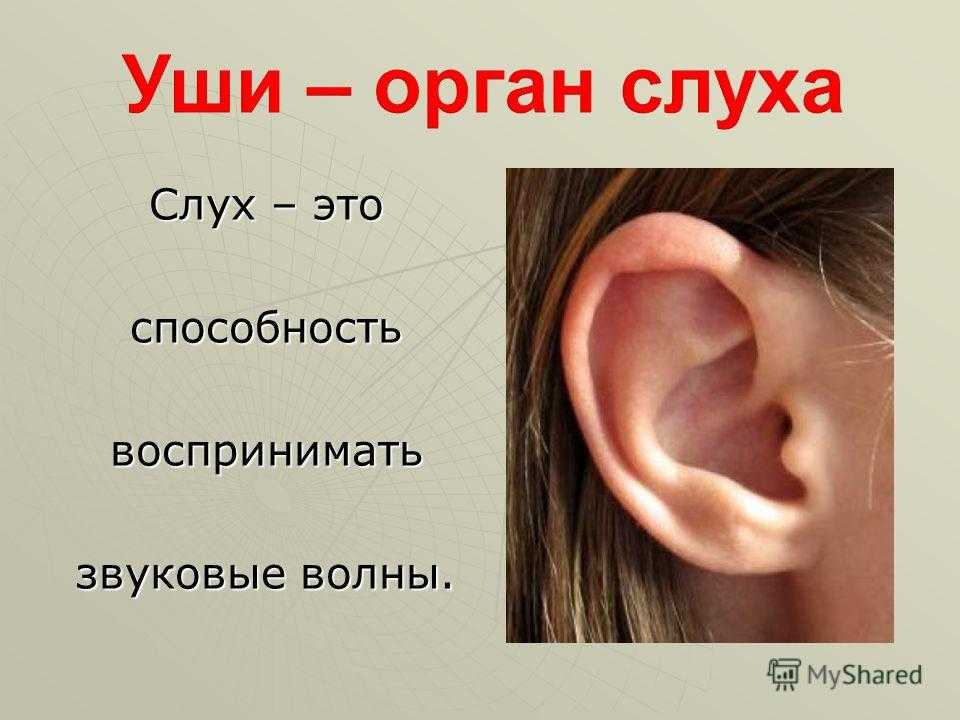Урок орган слуха. Уши орган слуха. Презентация на тему органы слуха.