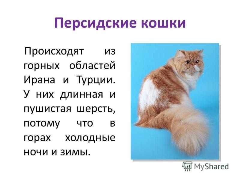 Проект про котов 7 класс