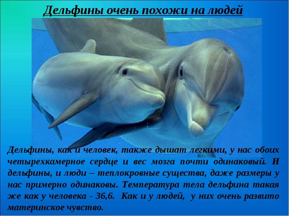 Английский про дельфинов. Интересные факты о дельфинах. Дельфины интересные факты. Интересное о дельфине. Проект на тему дельфины.