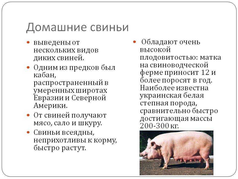 Свинья информация. Сельское хозяйство свиньи. Информация о свинье. Сообщение о свинье. Информация про домашних свиней..