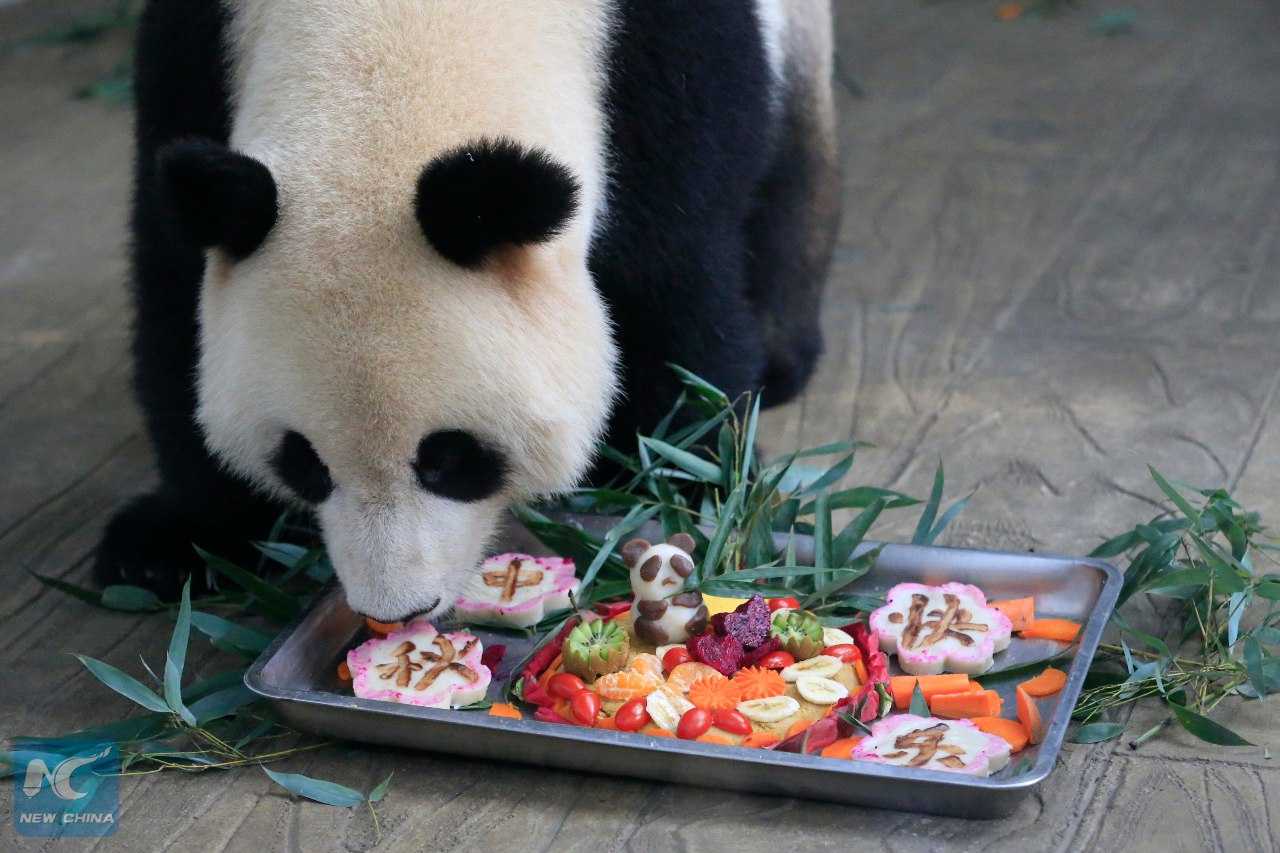 Обед в зоопарке. Питание панды. Панда ест. Панда ест бамбук. Еда большой панды.