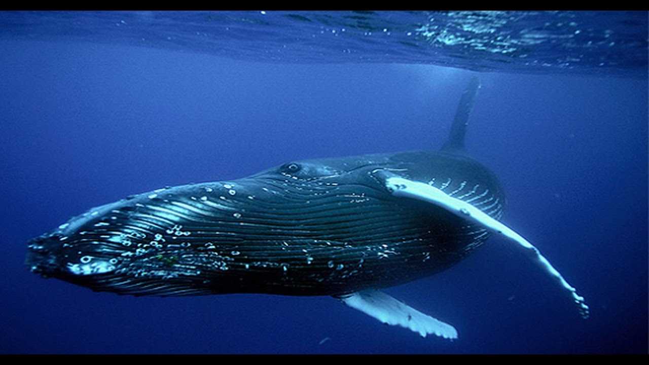 Синий кит — самое большое современное животное
