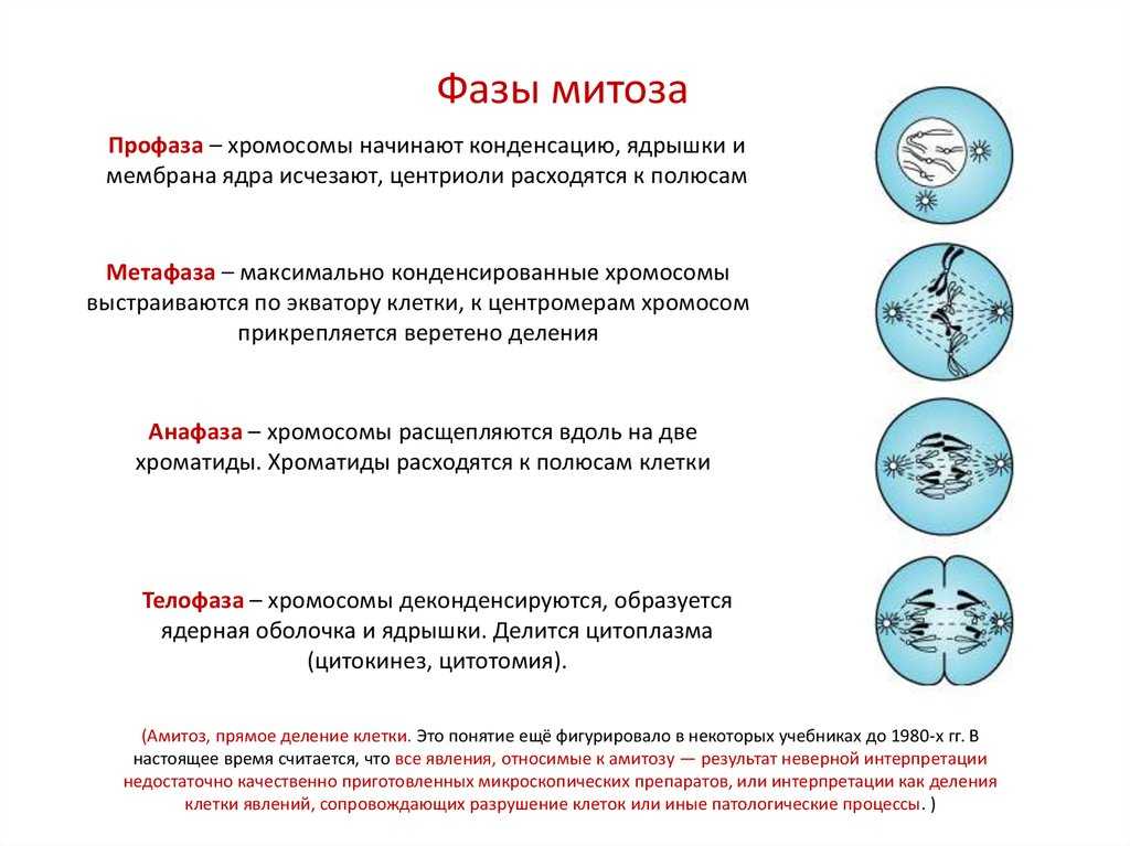 Укажи фазу митоза изображенную на картинке