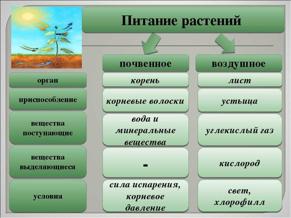 Минеральное питание растений и значение воды презентация 6 класс пономарева