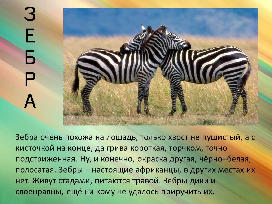 Сообщение о 3 животных. Животные Африки презентация. Доклад про животных. Презентация на тему животные. Африканские животные с описанием.