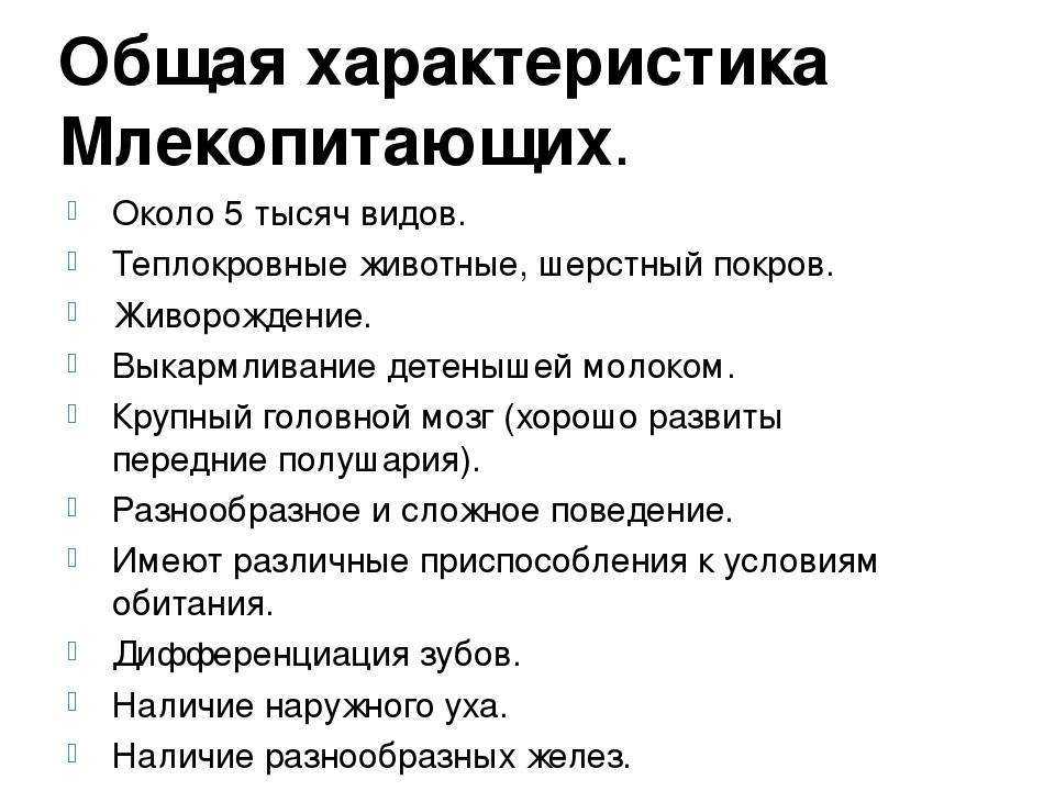 Схема отряда млекопитающих