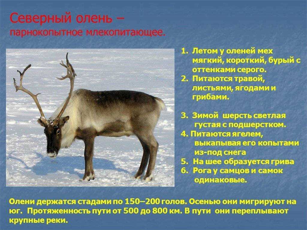 Северные олени презентация 8 кл 8 вид