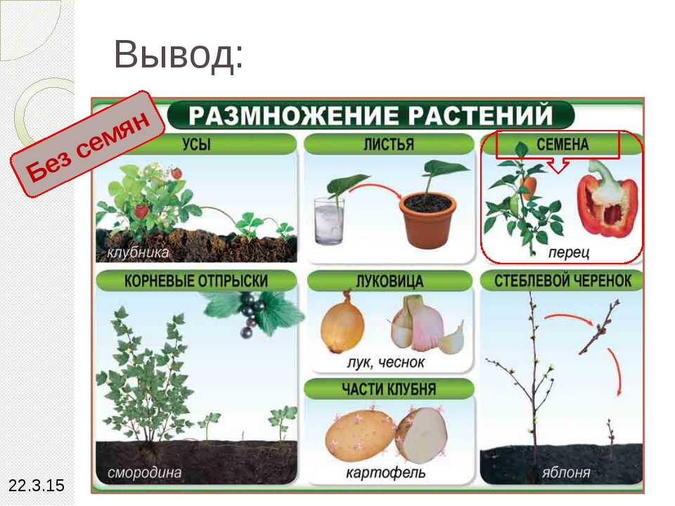 Большинство растений размножается. Размножение растений. Растения которые размножаются. Три способа размножения растений. Размножение частями растения.