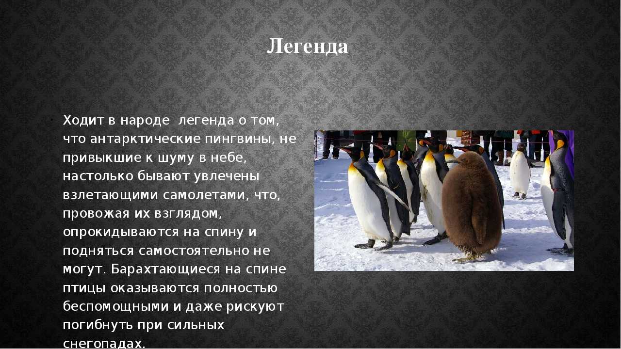 Про пингвина рассказ 1. Факты о пингвинах. Пингвин для детей. Самые интересные факты о пингвинах. Интересное о пингвинах для детей.
