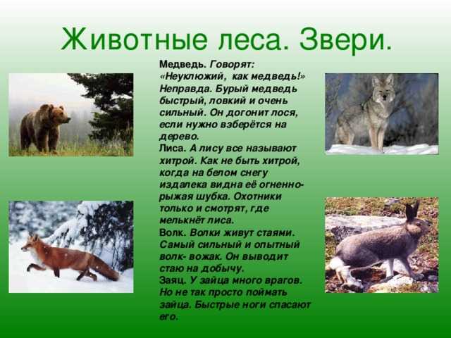 Доклад на тему животные леса 1, 2, 3, 4 класс сообщение