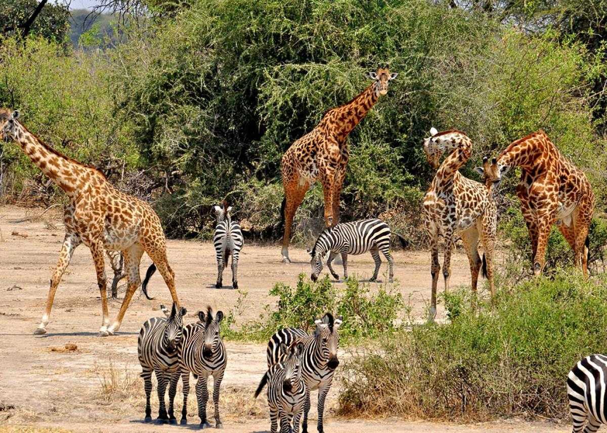 В мире живут дикие. Сафари парк Абхазия. Серенгети Селус. Национальный парк Тарангире в Танзании. Национальный парк Серенгети в Африке.