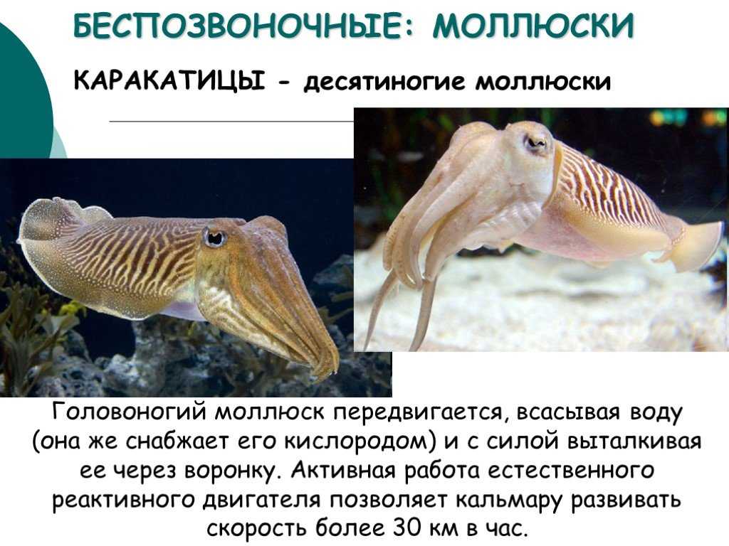 Известно что обыкновенный кальмар десятиногий головоногий моллюск