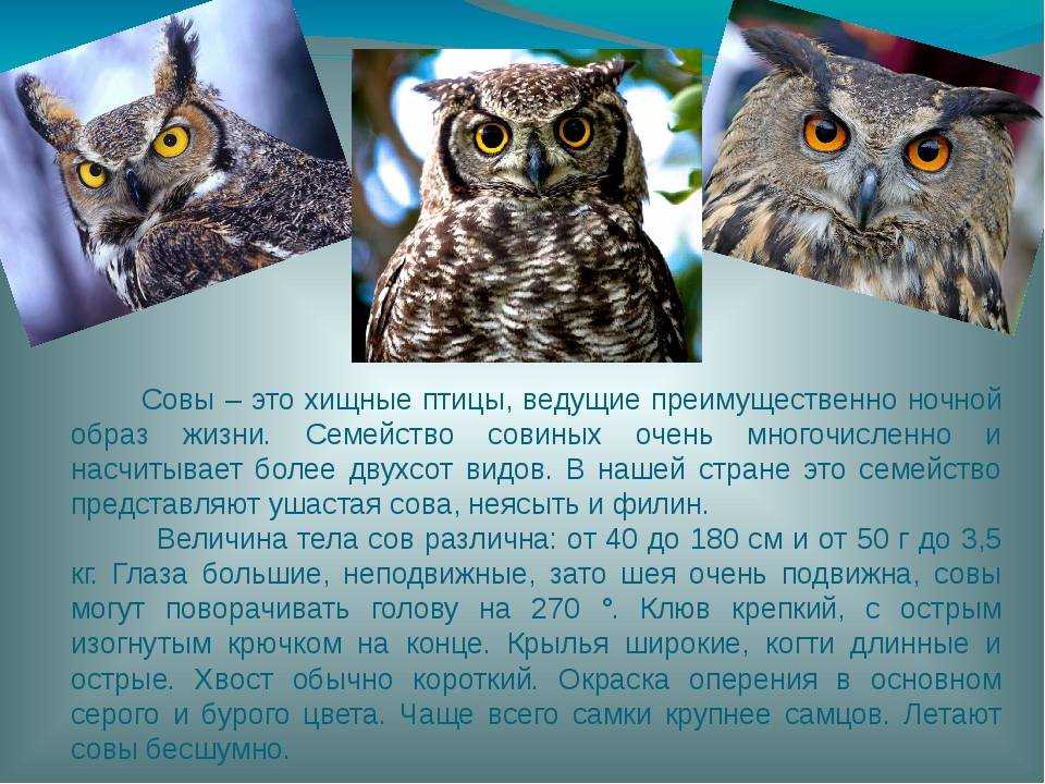 Owls текст. Описание Совы. Информация о сове. Краткое сообщение о сове. Доклад про сову.