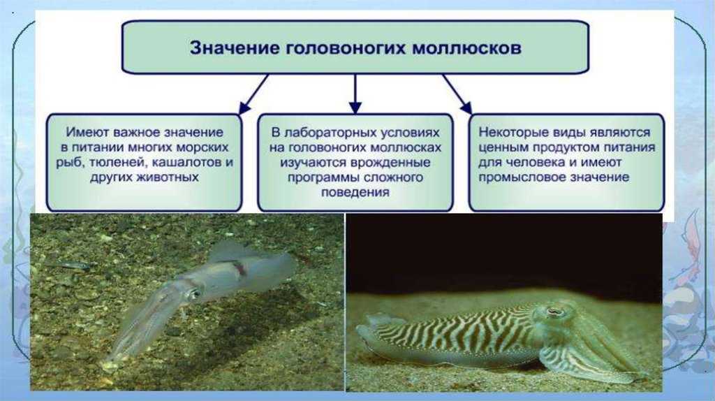 Биология моллюски головоногие. Значение головоногих. Роль головоногих в жизни человека. Органы свечения у головоногих моллюсков. Значение головоногих в природе.