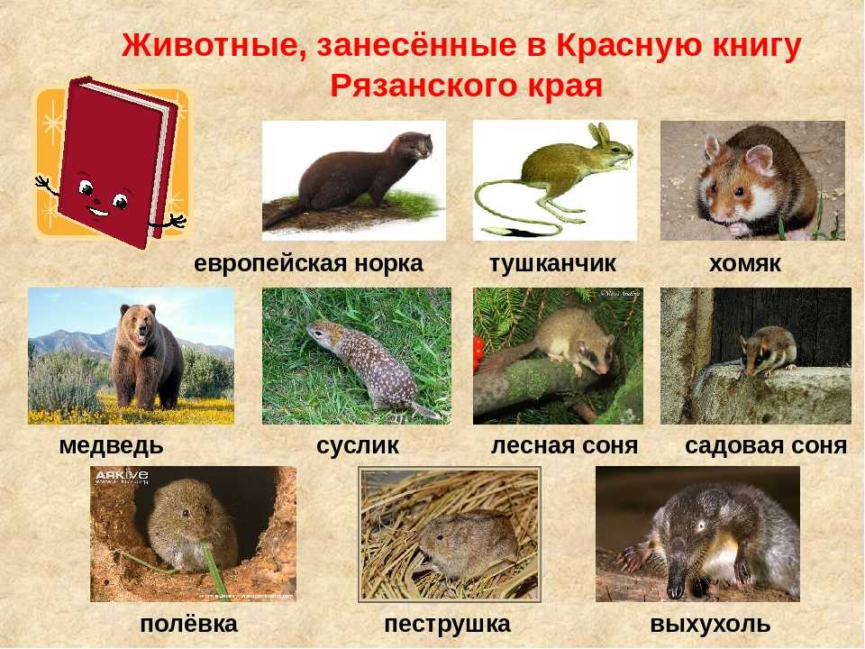 Редкие виды животных из красной книги россии